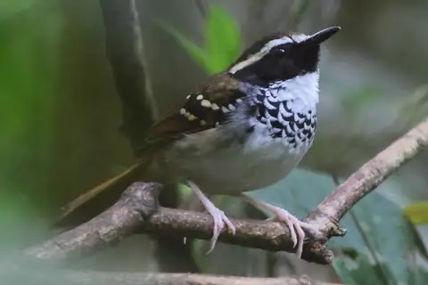 White-bibbed Antbird