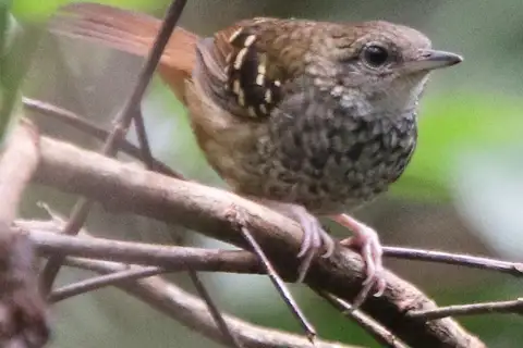 Scalloped Antbird