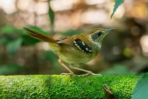 Squamate Antbird