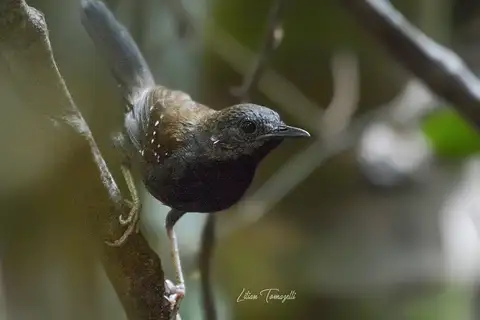 Black-throated Antbird