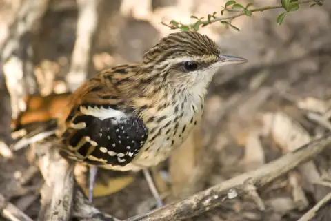 Stripe-backed Antbird