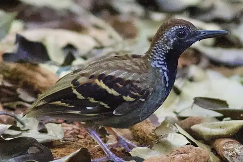 Wing-banded Antbird