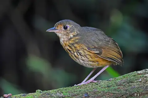Amazonian Antpitta