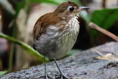 Thrush-like Antpitta