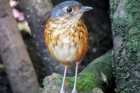 Thicket Antpitta