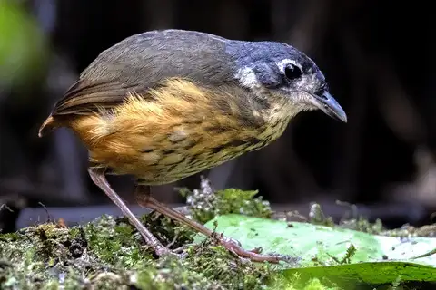 White-lored Antpitta