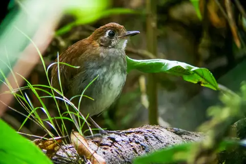 Tepui Antpitta