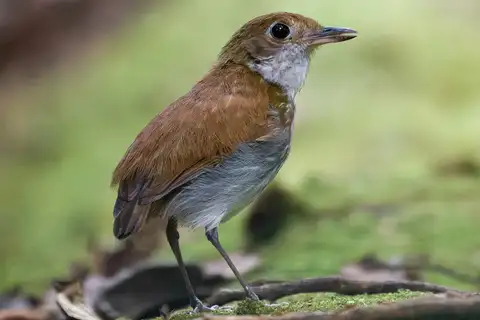 Tapajos Antpitta