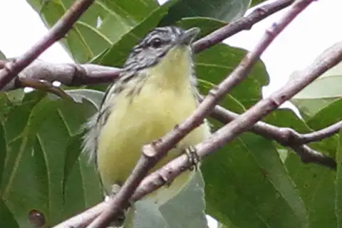 Yellow-throated Antwren