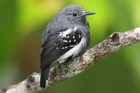 White-flanked Antwren