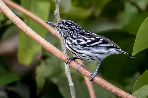 Cherrie's Antwren