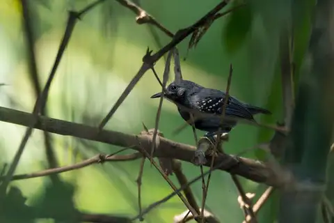 Ihering's Antwren