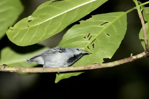 Grey Antwren