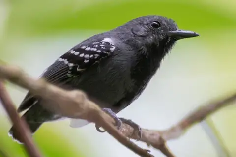 Salvadori's Antwren