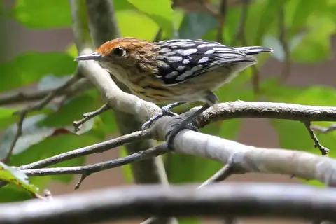 Amazonian Streaked Antwren