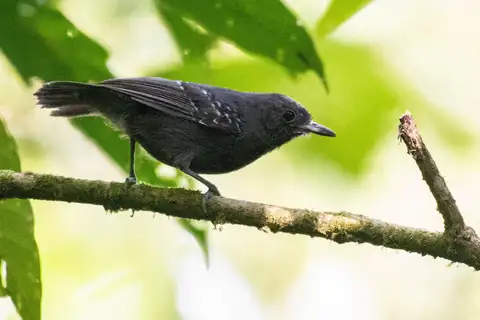 Slaty Antwren