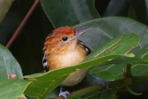 Guianan Streaked Antwren
