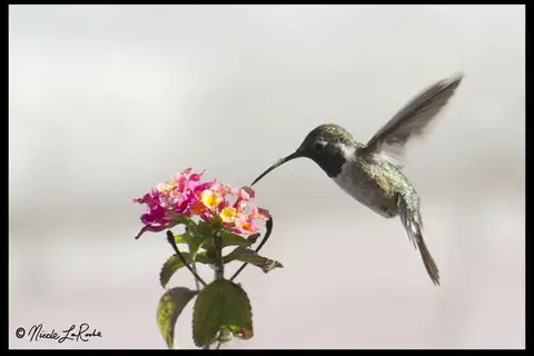 Purple-collared Woodstar