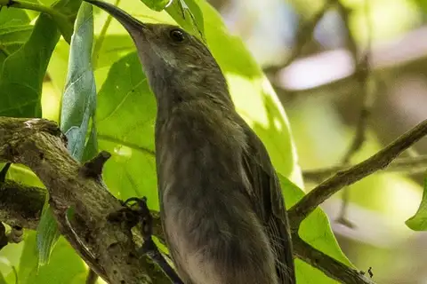 White-chinned Myzomela