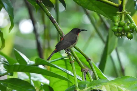 Crimson-rumped Myzomela