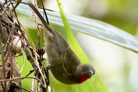 Ruby-throated Myzomela