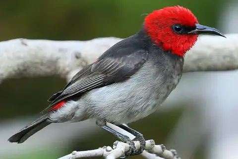 Red-headed Myzomela