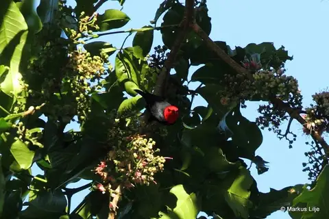 Black-bellied Myzomela
