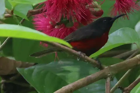 Red-vested Myzomela