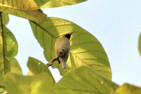 Black-headed Myzomela