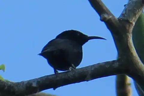 Papuan Black Myzomela