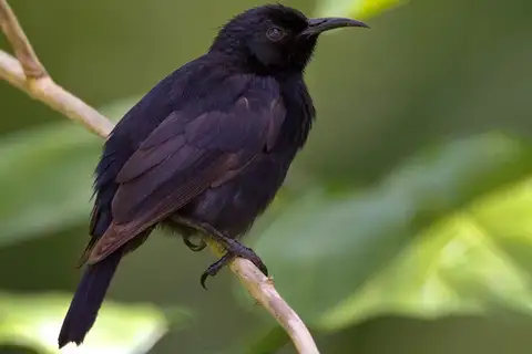 Bismarck Black Myzomela