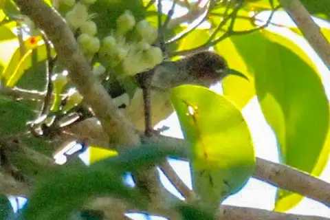 New Ireland Myzomela