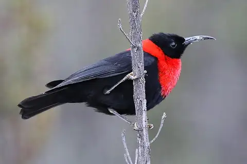 Red-collared Myzomela