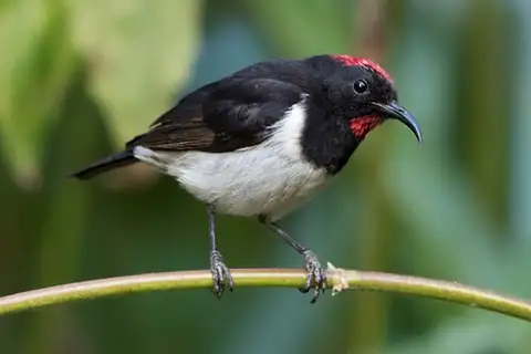 Black-breasted Myzomela
