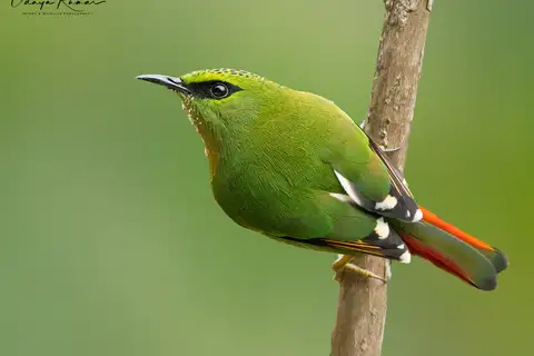 Fire-tailed Myzornis