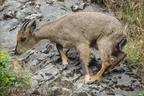Grey Himalayan Goral