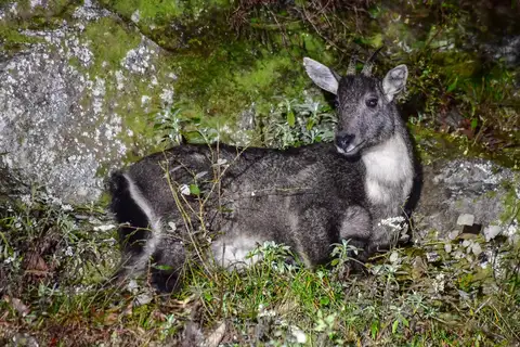 Chinese Goral