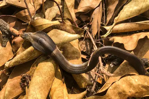 Brown Banded Cobra