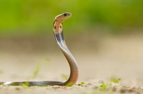 Indian Cobra