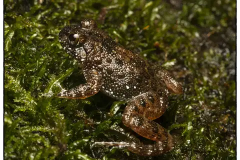 Sri Lanka rock frog