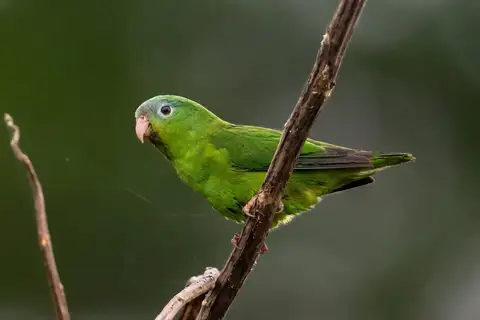 Manu Parrotlet