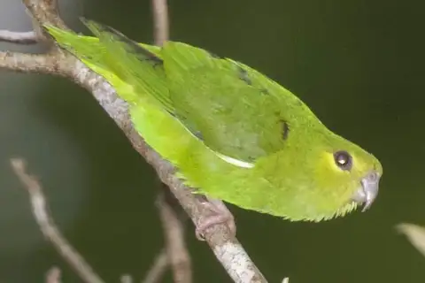 Tepui Parrotlet