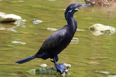 Neotropic Cormorant