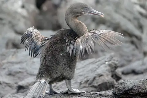 Flightless Cormorant