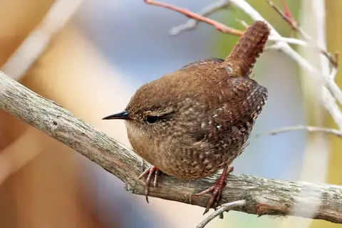 Winter Wren
