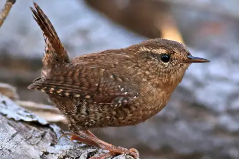 Pacific Wren