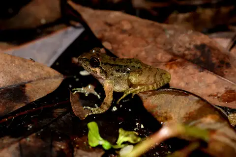 Nepal Paa Frog