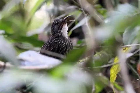 Sumatran Wren-Babbler