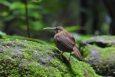 Short-tailed Scimitar Babbler
