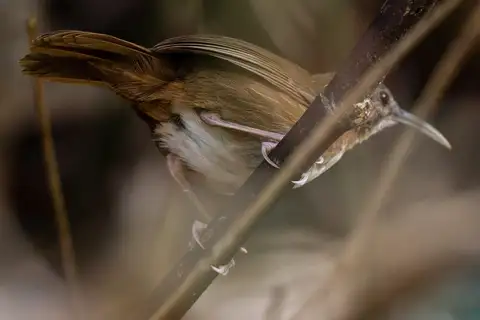 Naung Mung Scimitar Babbler